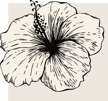 Hibiscus flower clipart