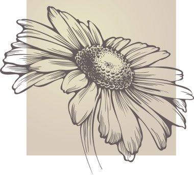 Vector chamomile flower isolated clipart