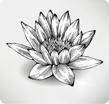 White water lily hand drawing clipart