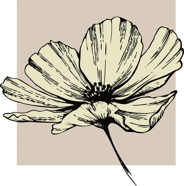 Cosmos flower — стоковый вектор