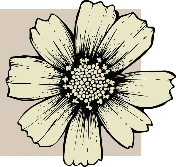 コスモスの花 — ストックベクタ