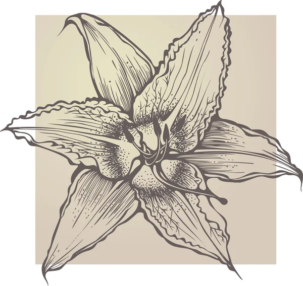 Λουλούδι ανθοφορία hemerocallis — Διανυσματικό Αρχείο