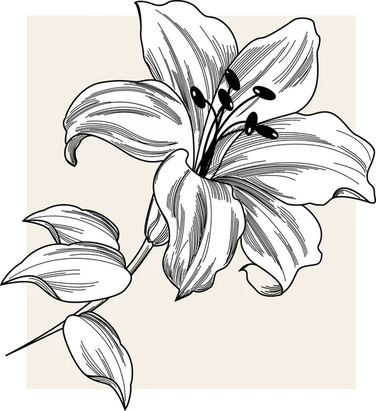 Lily bloem — Stockvector