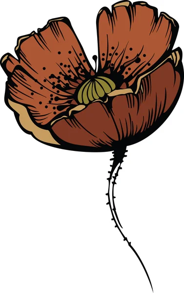 Bloem van rode papaver — Stockvector