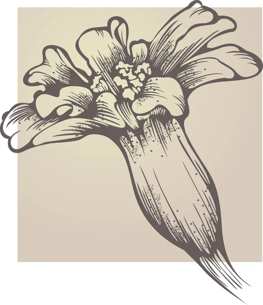 Flor Tagetes patula — Vector de stock