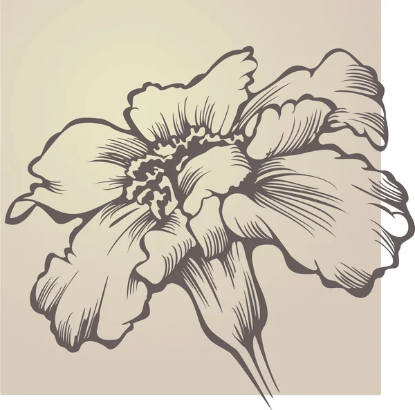 Fleur Tagetes patula — Image vectorielle