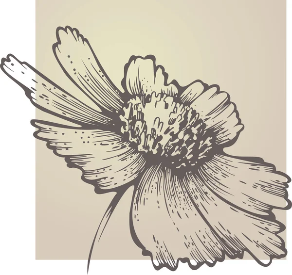 Bloeiende coreopsis — Stockvector