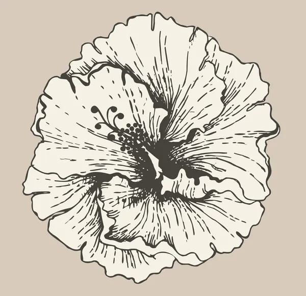 Flor de hibisco — Vetor de Stock