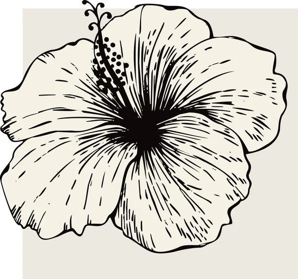 Fiore di ibisco — Vettoriale Stock