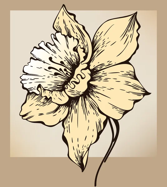 Flor de narciso — Vetor de Stock
