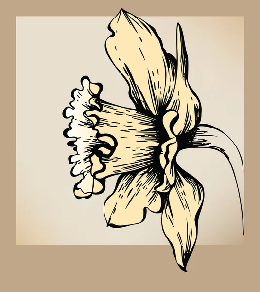 Flor de Narciso — Vector de stock
