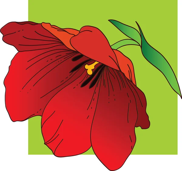 Tulipa vermelha — Vetor de Stock