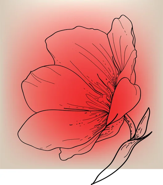 Tulipano rosso — Vettoriale Stock