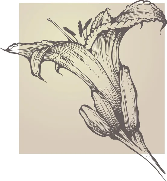 Tiger lily — Stockvector
