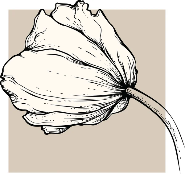Vettore del tulipano — Vettoriale Stock