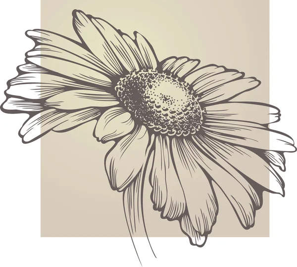 Vettoriale fiore di camomilla isolato — Vettoriale Stock