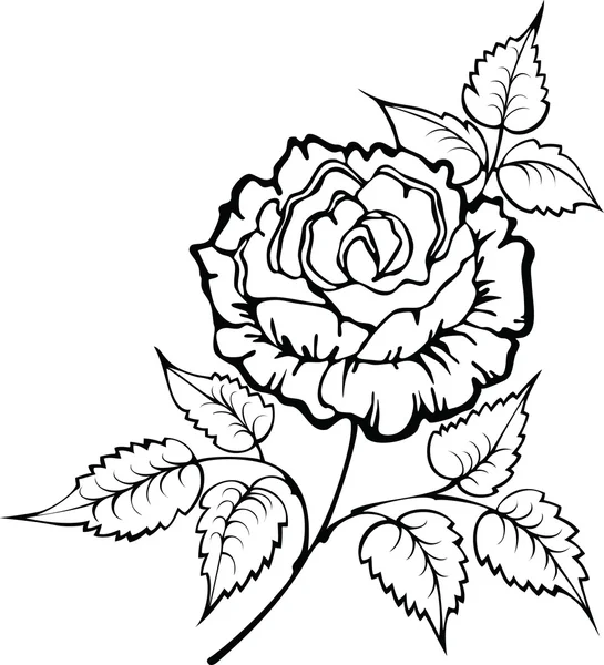 Ročník růže — Stockový vektor