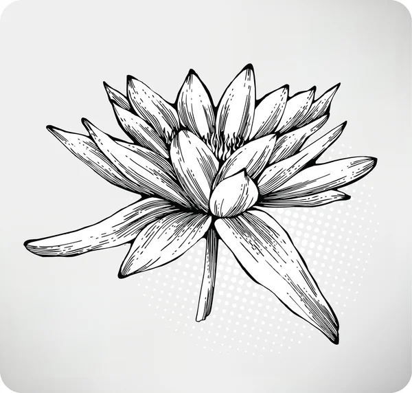 White water lily hand drawing — Stock Vector