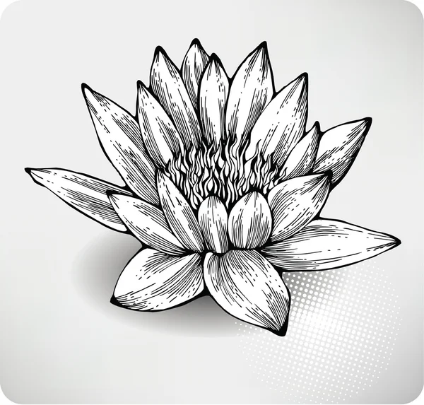 White water lily hand drawing — Stock Vector