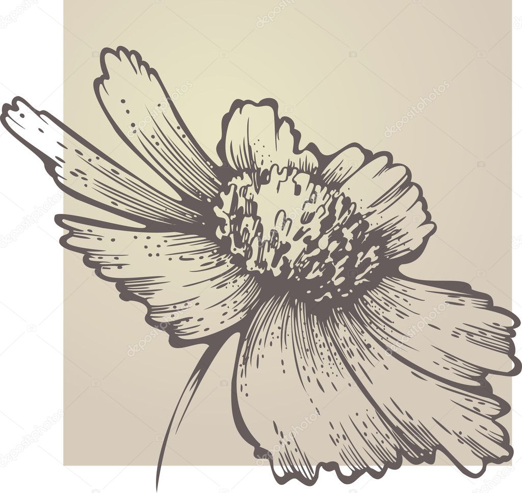 Flowering Coreopsis