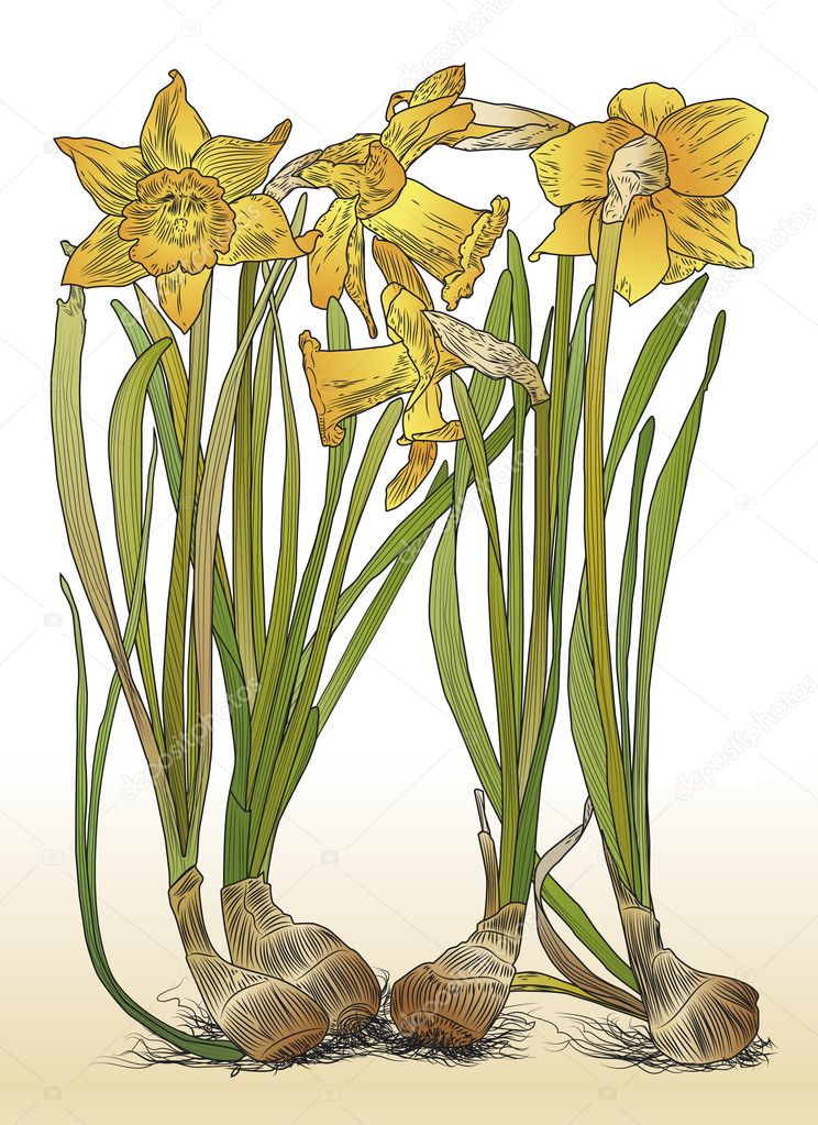 Color illustration of daffodils with bulbs vector