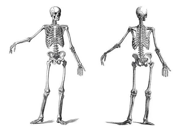 Людський скелет вінтажний гравюр дев'ятнадцятого століття — стоковий вектор