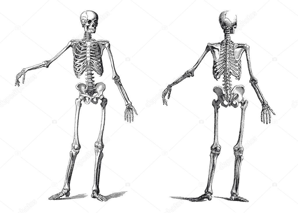 Human skeleton vintage nineteenth century engraving