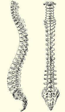 Human spine clipart