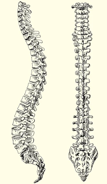 Colonna vertebrale umana — Vettoriale Stock