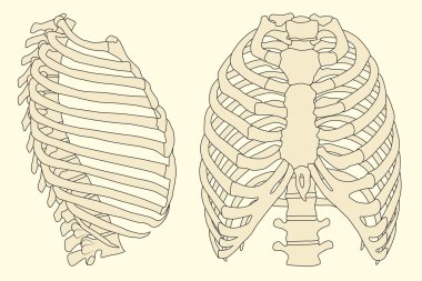 Ribcage clipart