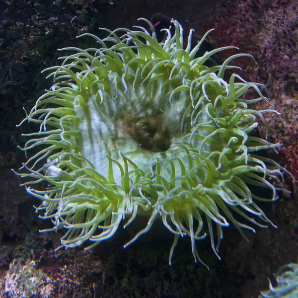 绿色海葵 — 图库照片