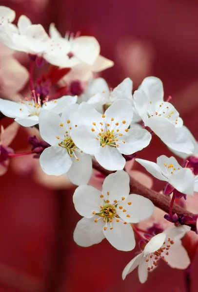 Branch of cherry flowers on blue background — Stock Photo, Image