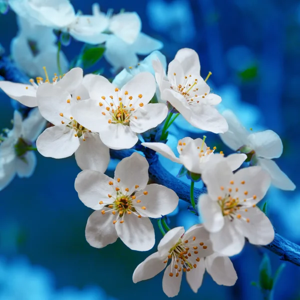 Branch of cherry flowers on blue background — Stock Photo, Image