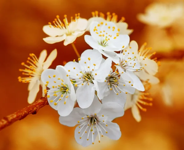 Branch of cherry flowers on orange background — Stock Photo, Image