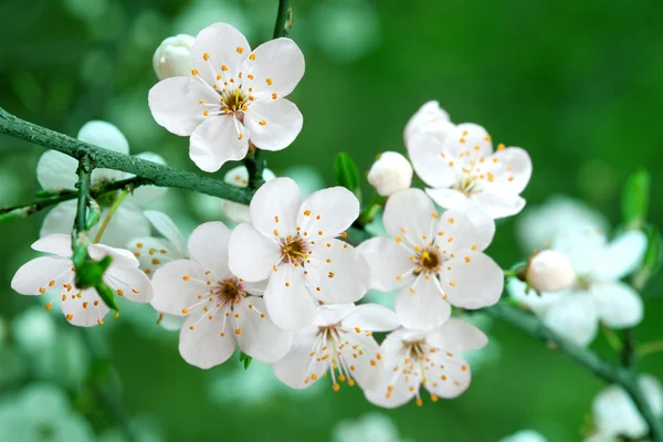 Branch of cherry flowers on green background — Stock Photo, Image