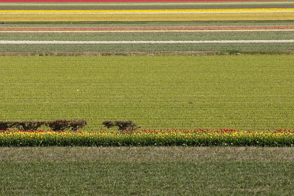 Holandská květinová oblast — Stock fotografie