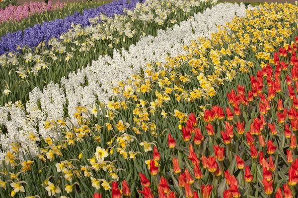 Tulipano, giacinto e narciso — Foto Stock