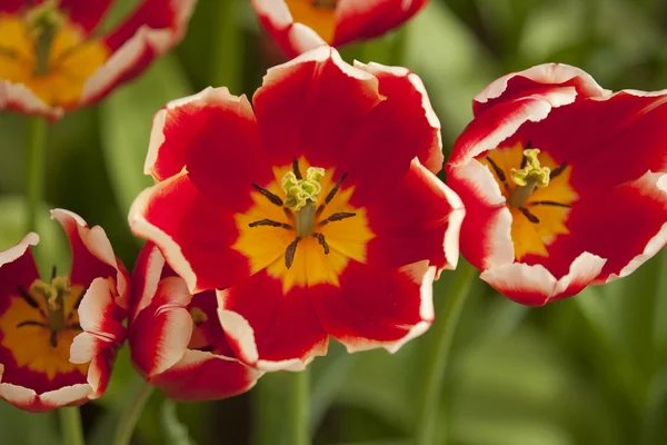 Zblízka červený tulipán — Stock fotografie