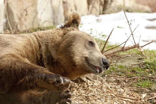 Коричневый медведь в спячке — стоковое фото