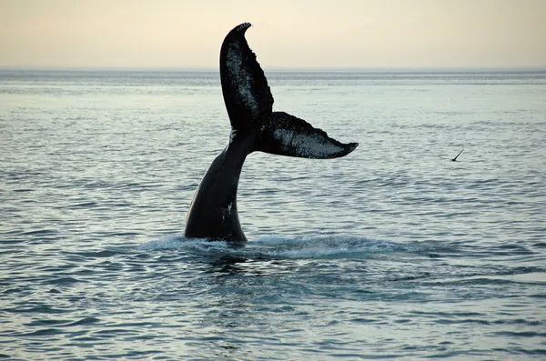 Горбатый кит — стоковое фото