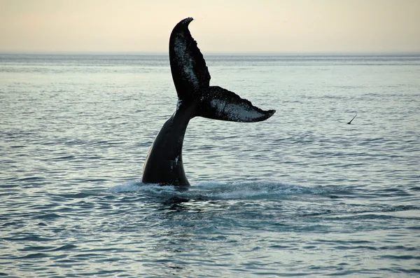 Kambur balina Stok Fotoğraf