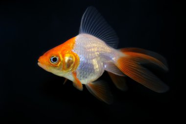 Goldfish siyah