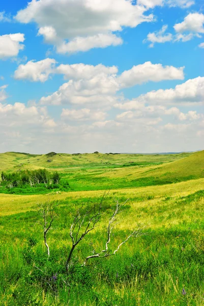 Árbol seco y hierba verde —  Fotos de Stock