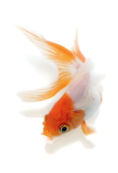 Goldfish Isolated — Stock Photo, Image