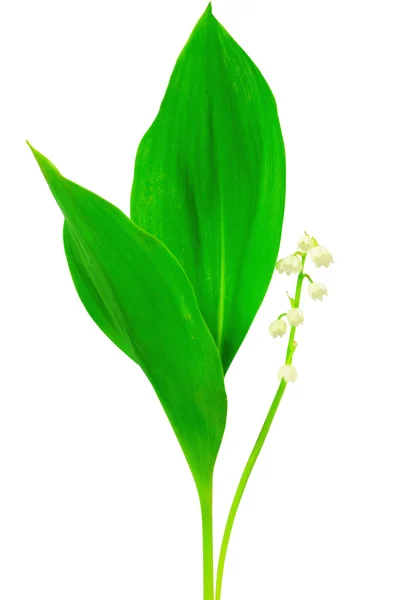 stock image Lily of the valley