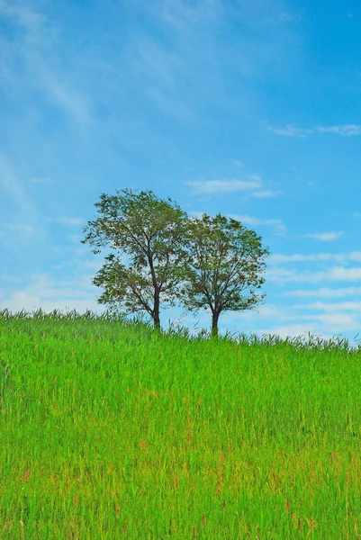 Dva stromy na louku a modrá obloha — Stock fotografie