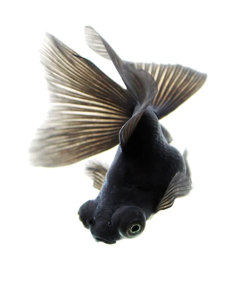 Czarnego złota ryba na biały Obraz Stockowy