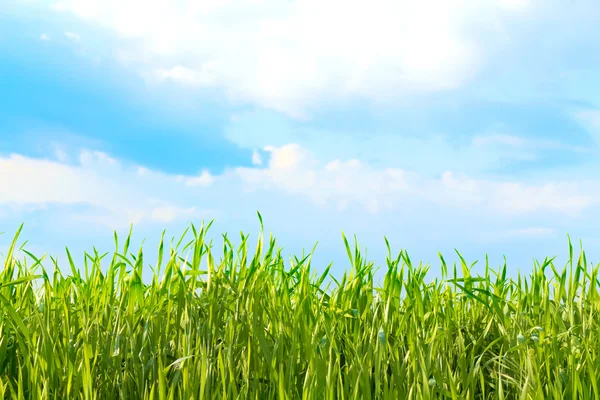 Vy av himlen genom det gröna gräset — Stockfoto
