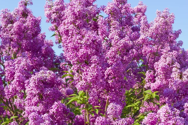Lilac bush against the blue sky — Stock Photo, Image