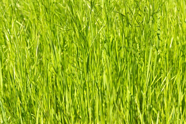 Молодая зеленая трава на заднем плане — стоковое фото